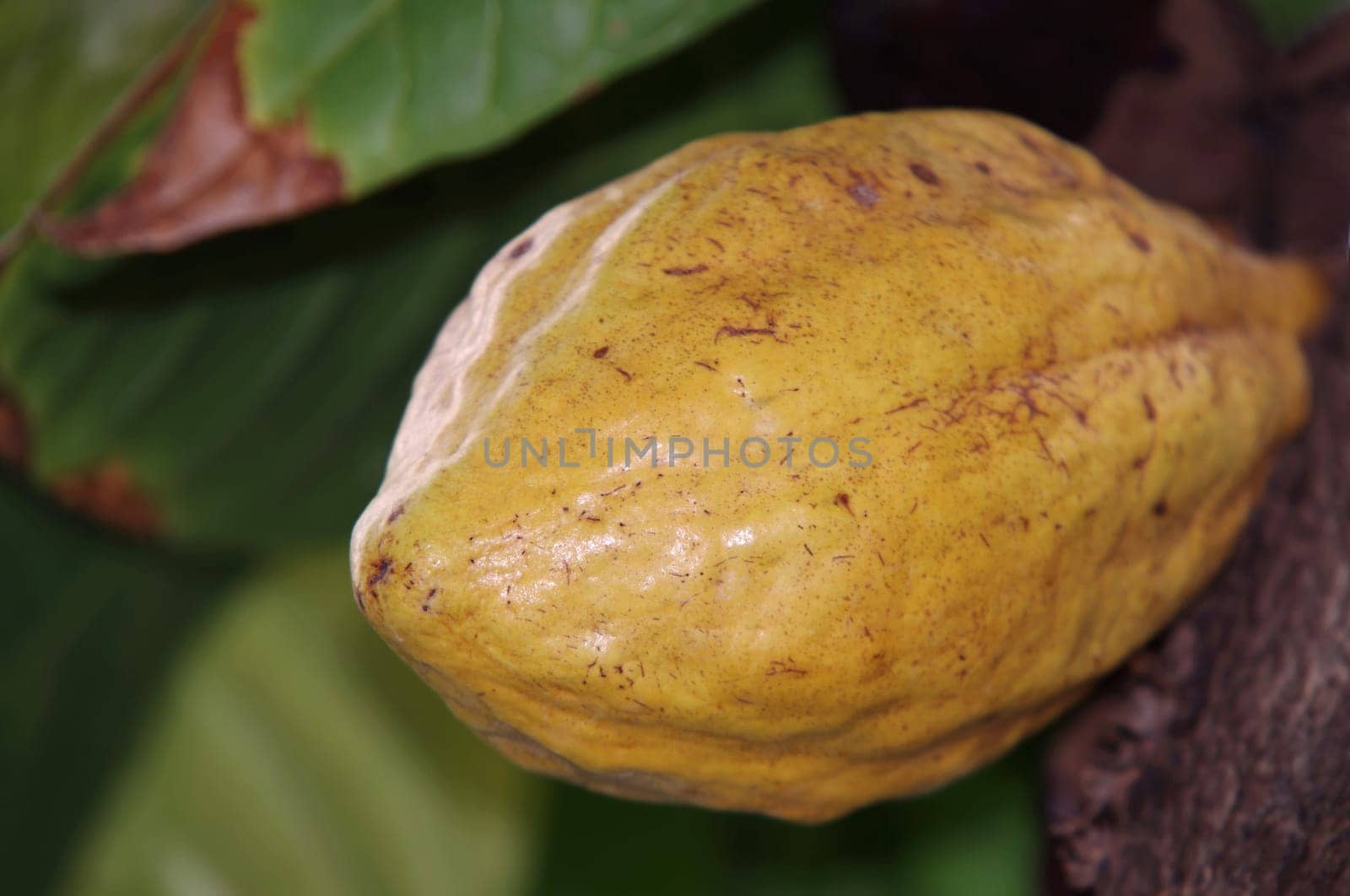 Cacao