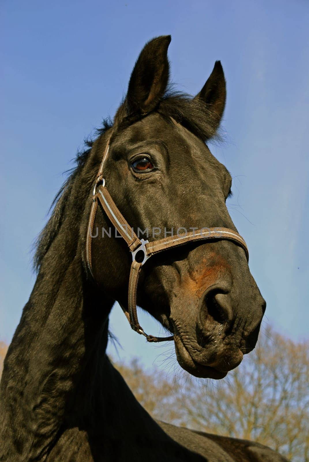 Horse portrait