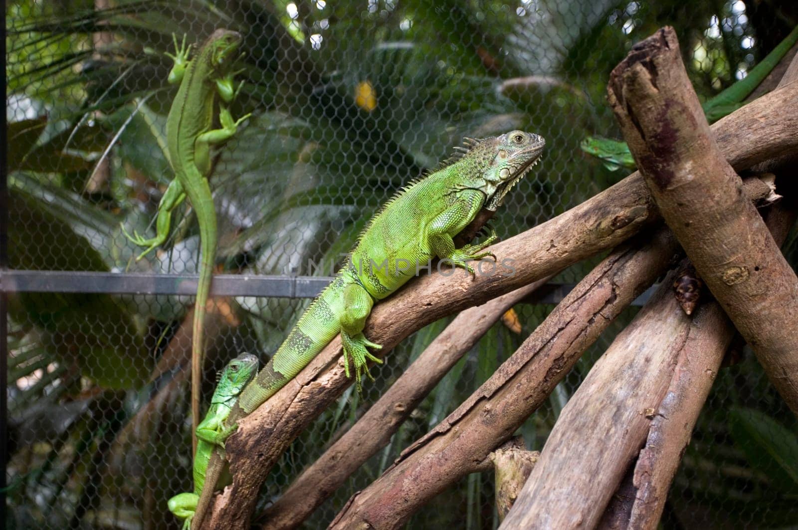 Iguanas