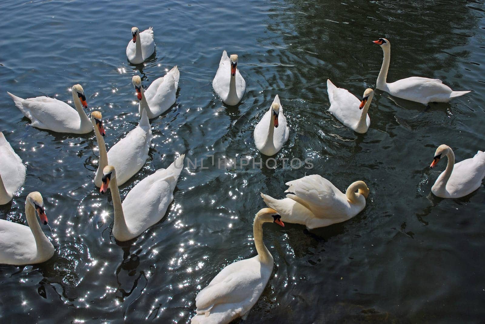 White Swans