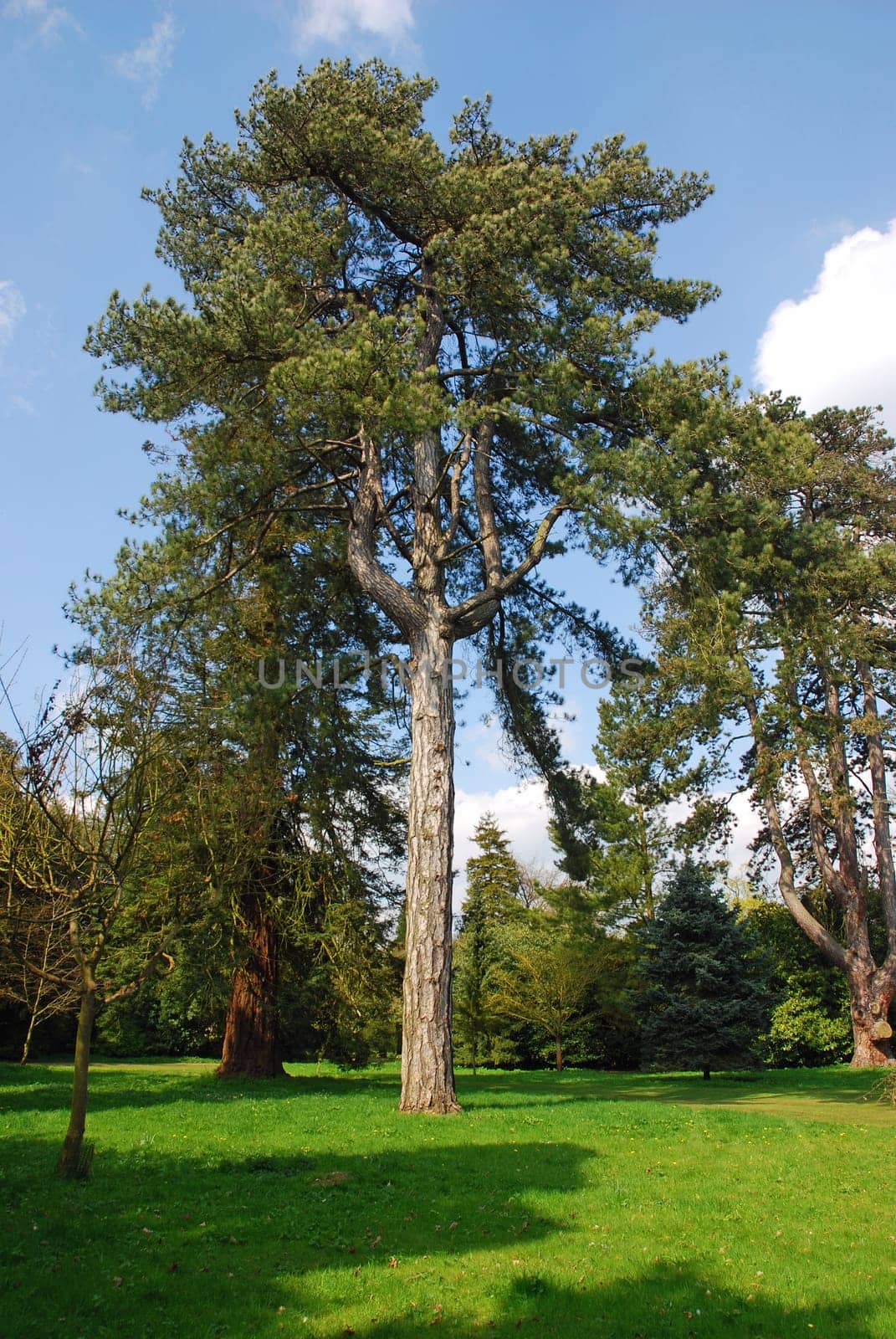 Conifer