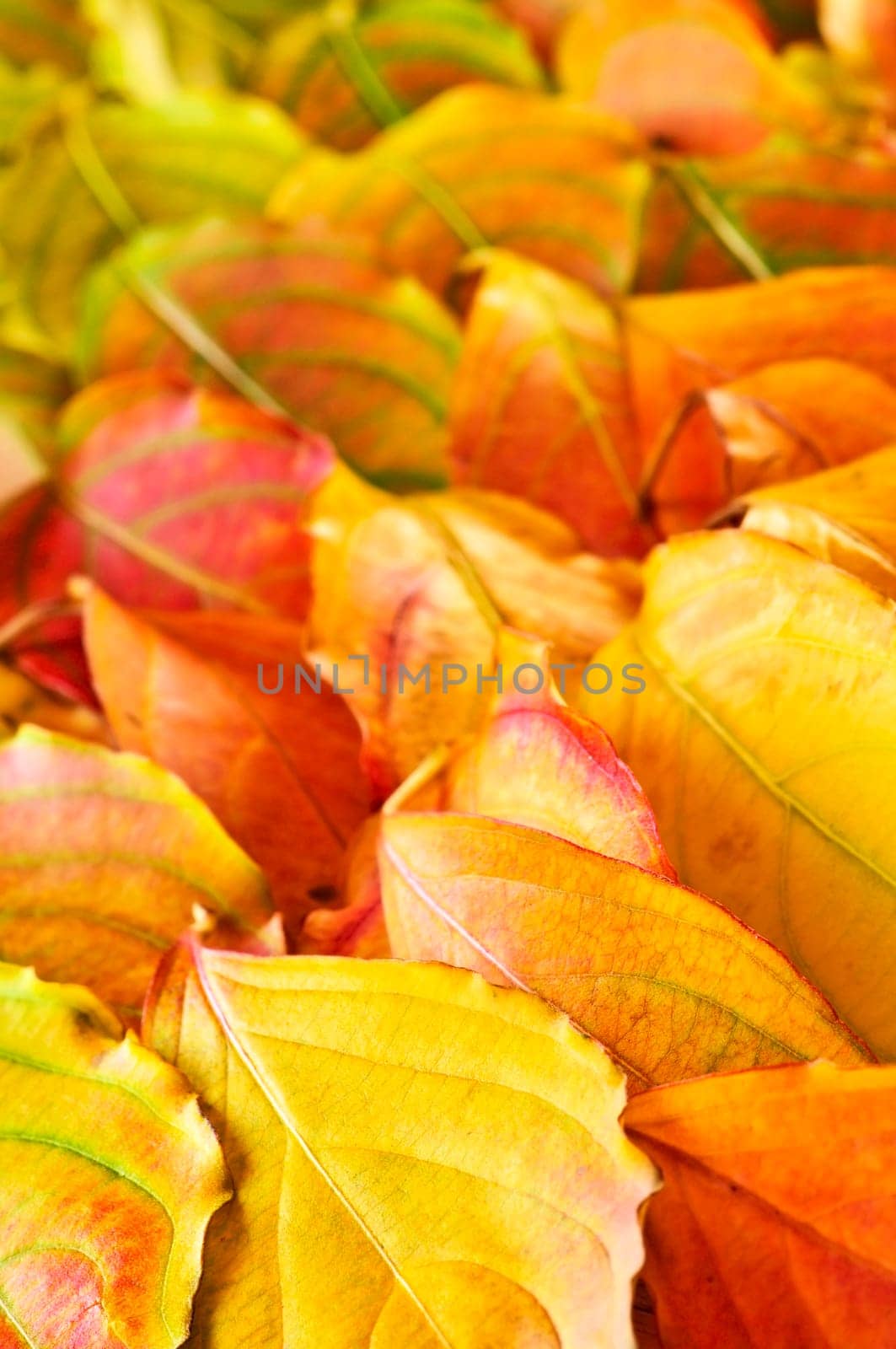 Autumn leaves background