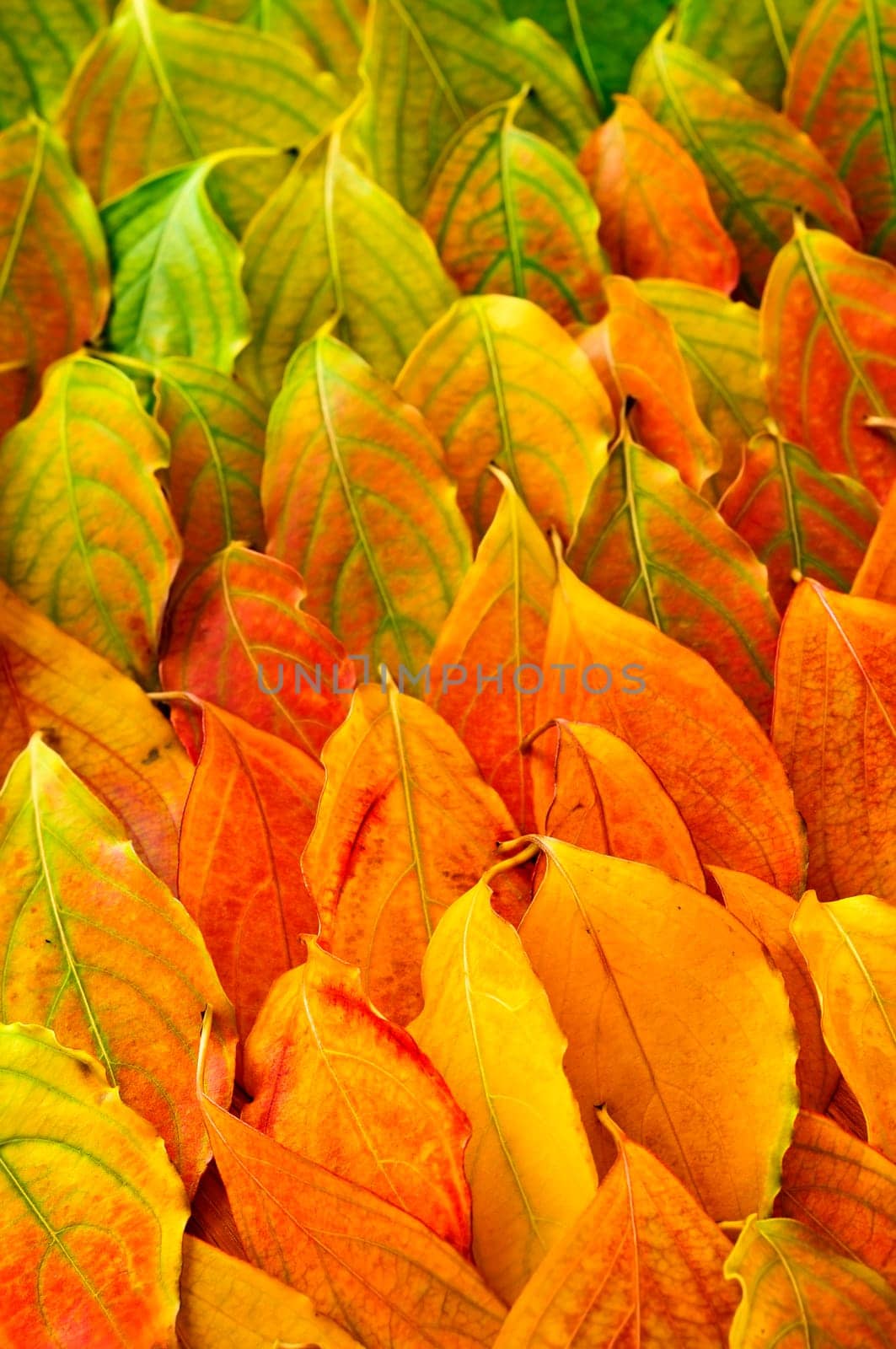 Autumn leaves background