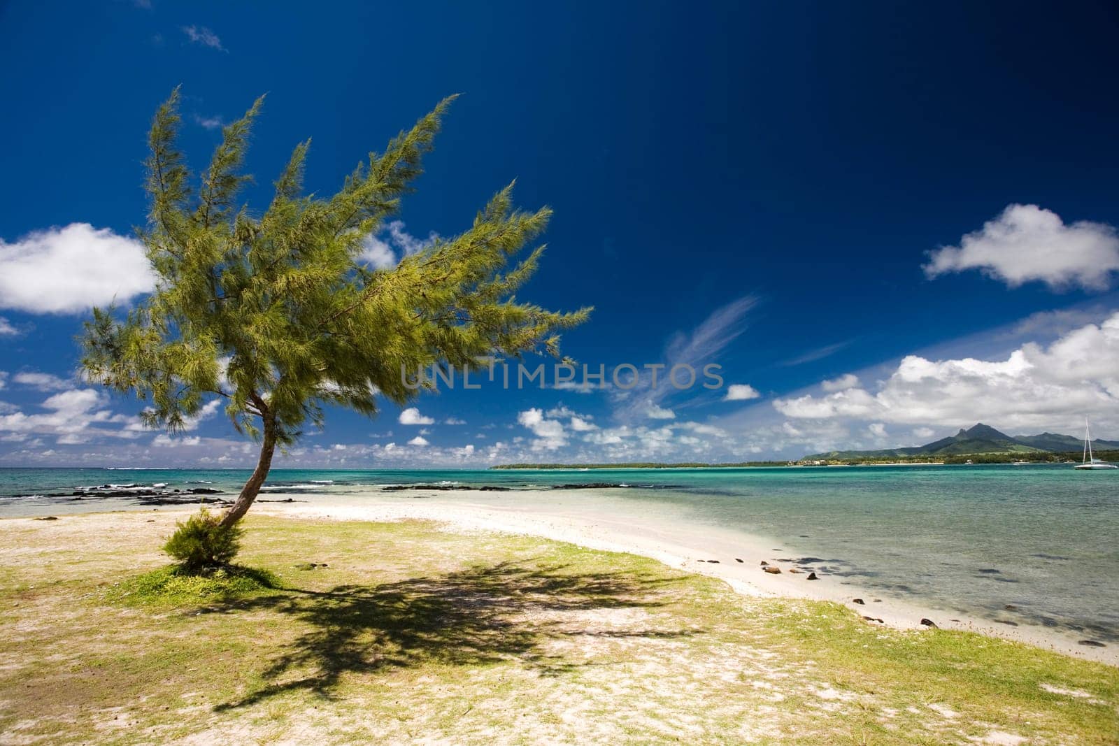 Tree on the beach