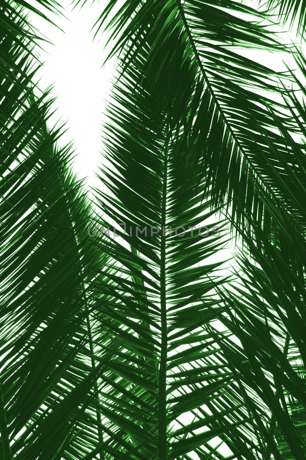 palm tree