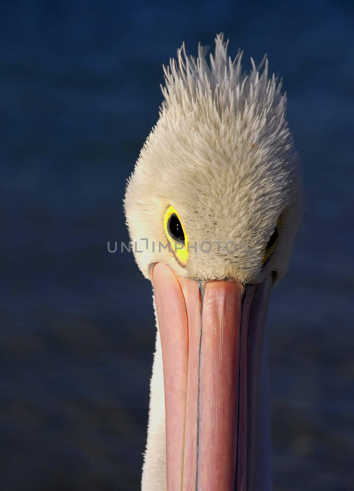 Australian pelican