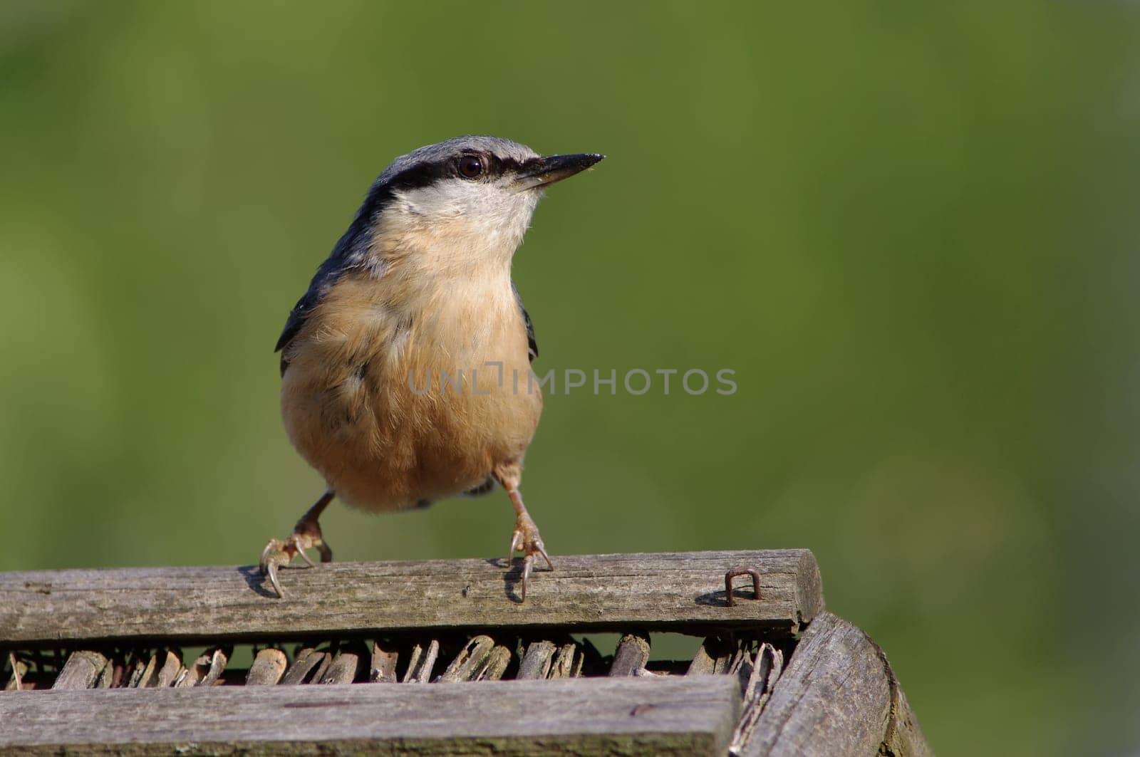 Birds,nuthatches,Sitta europaea
