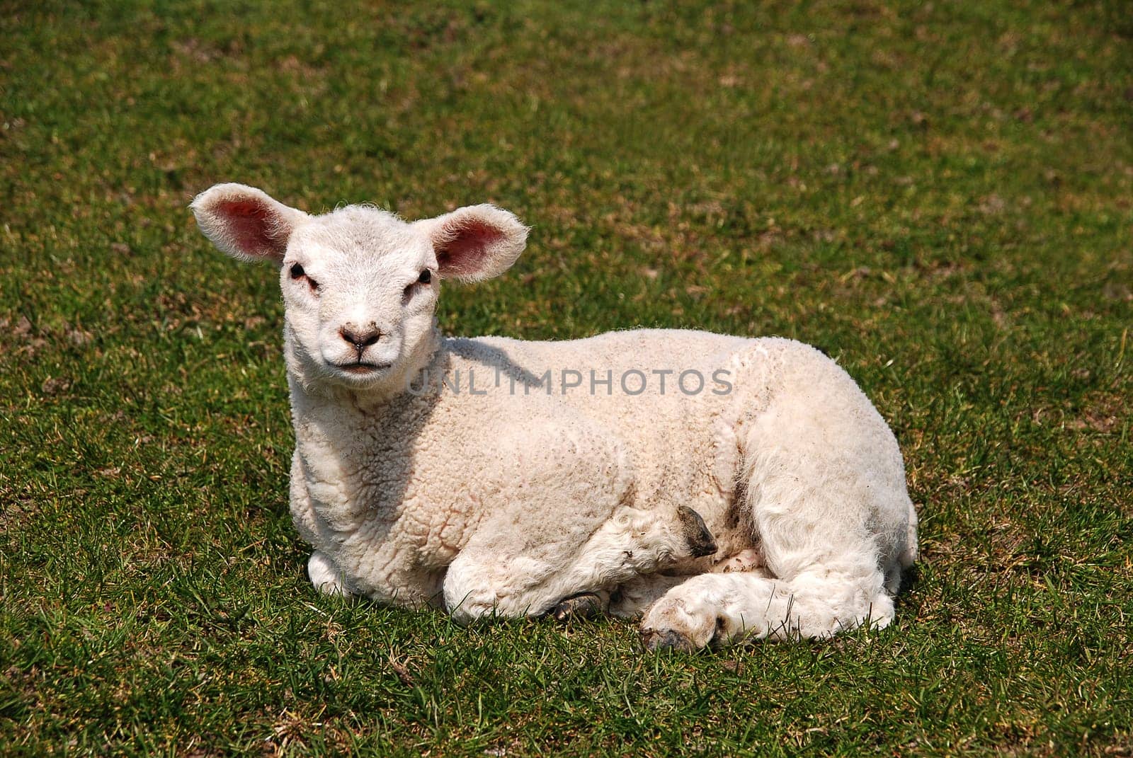 lamb