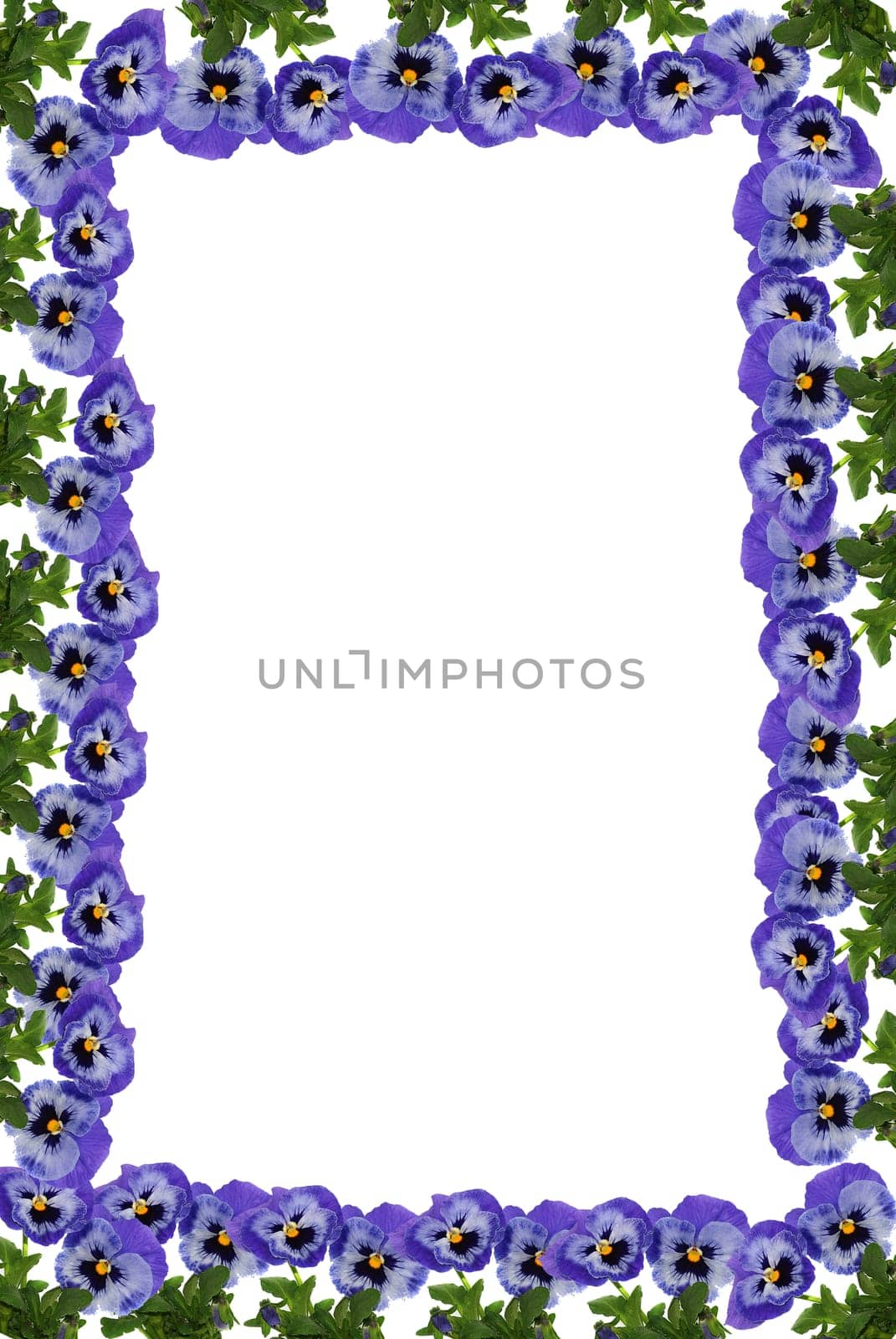 Pansy