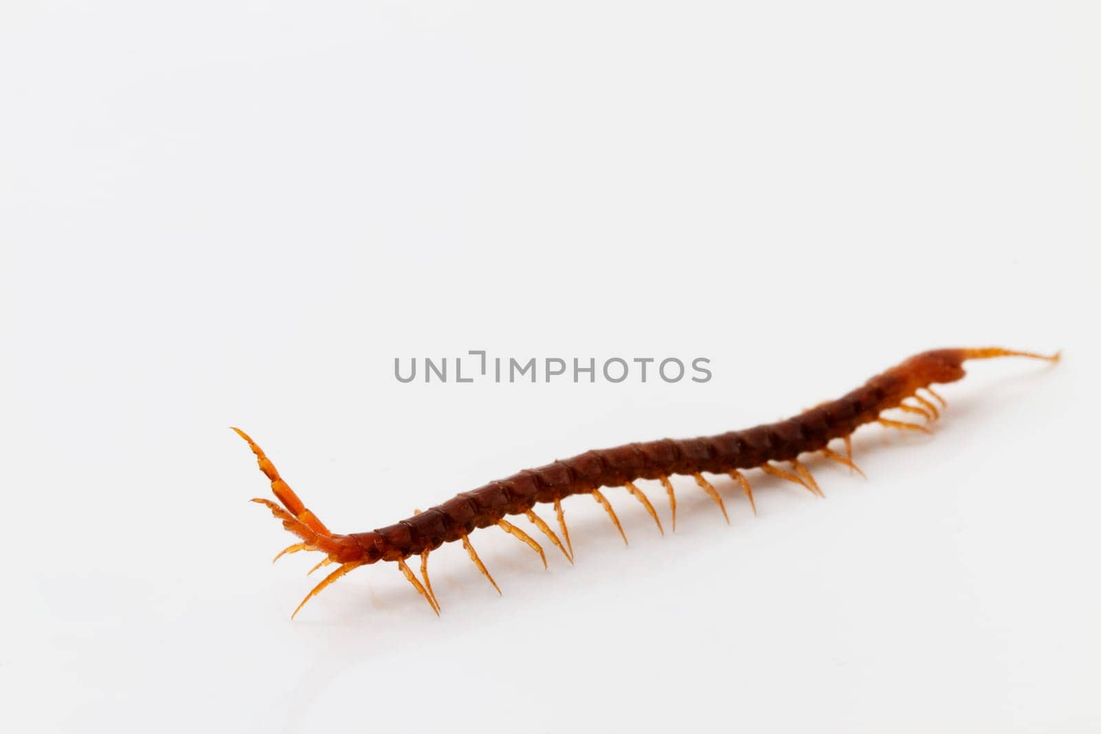 Millipede Schraeg