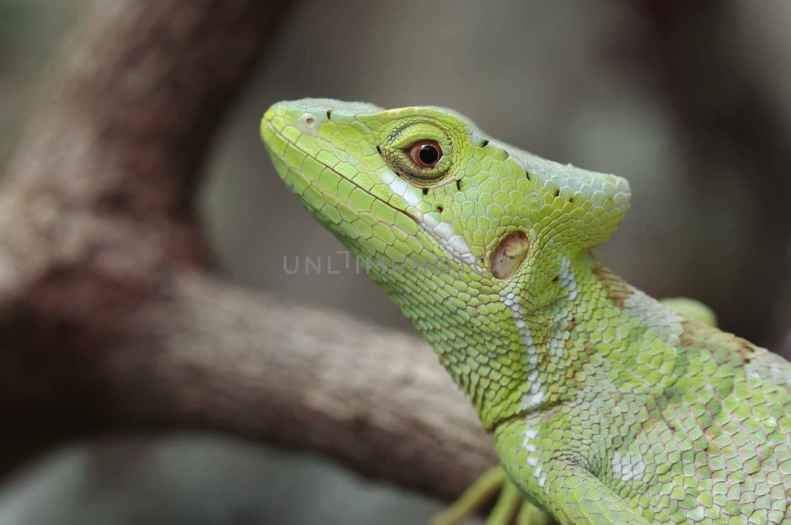 Crown basilisk