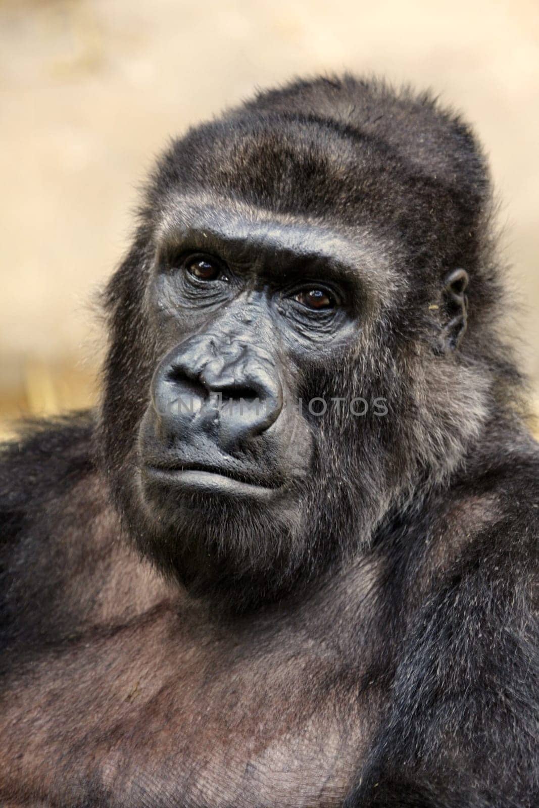 GorillaPortrait