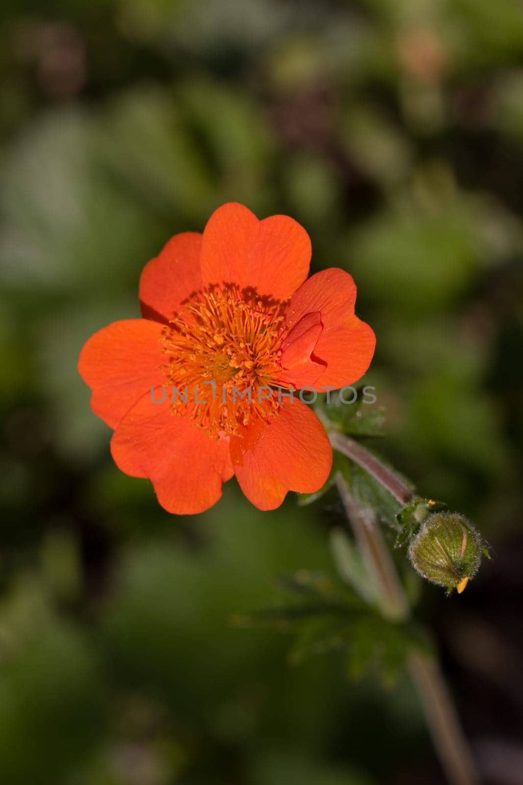 Chrysanthemum,Red