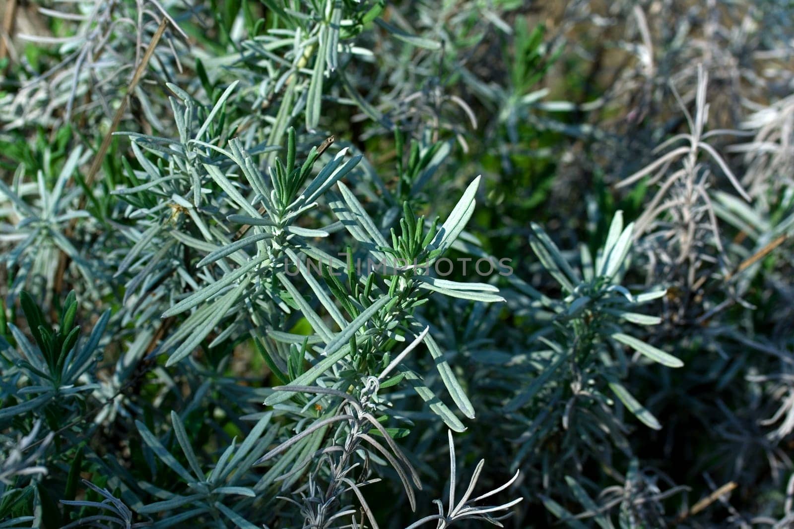 rosemary