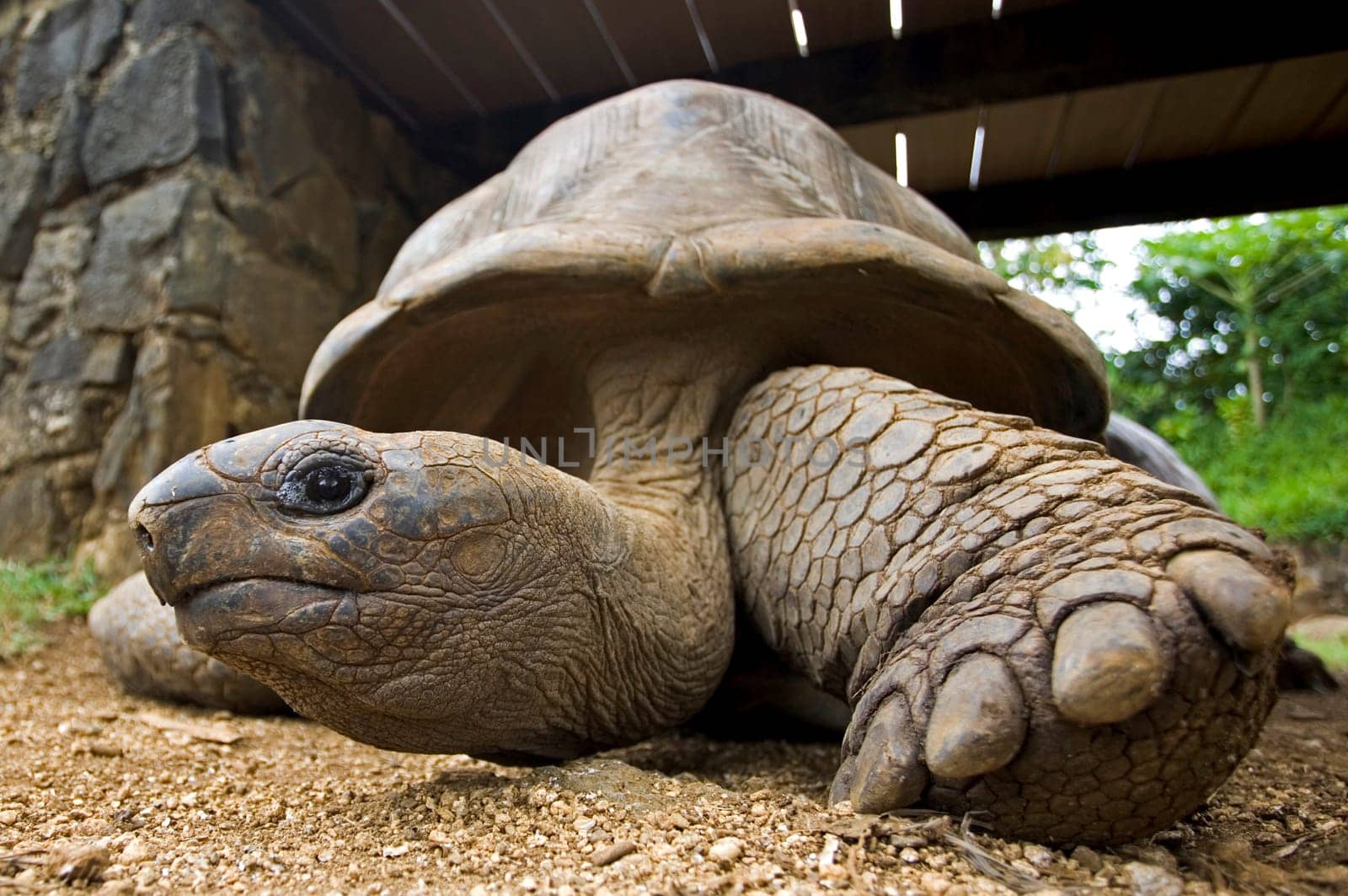 Turtle in Mauritius