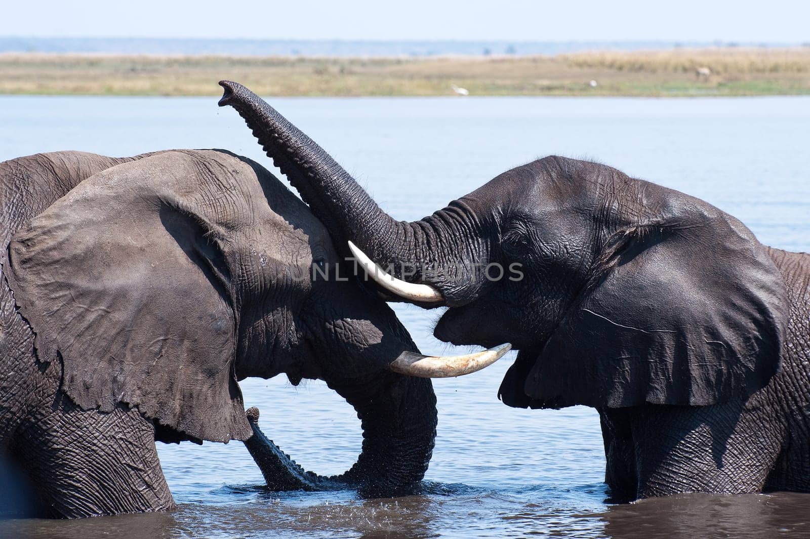 Elephants cuddling