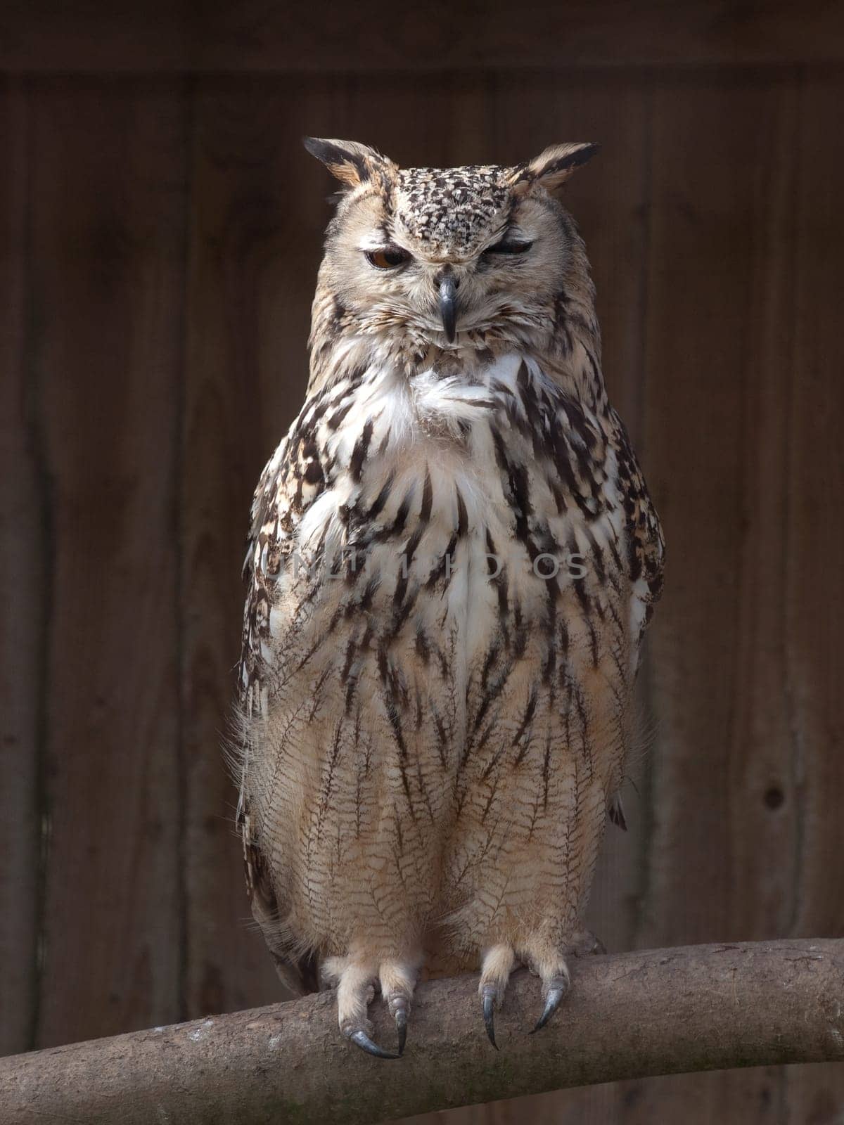 owl