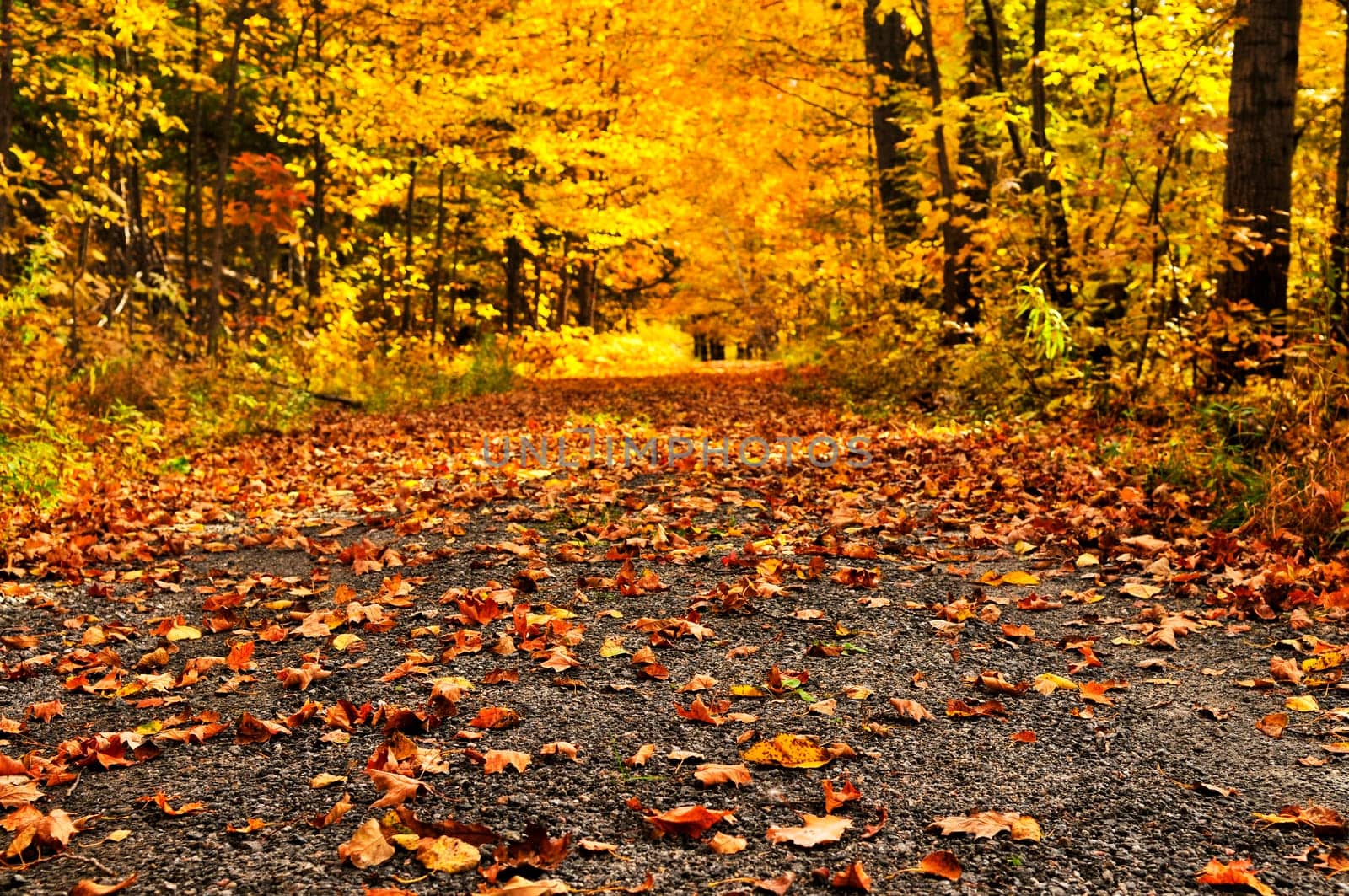 Autumn path