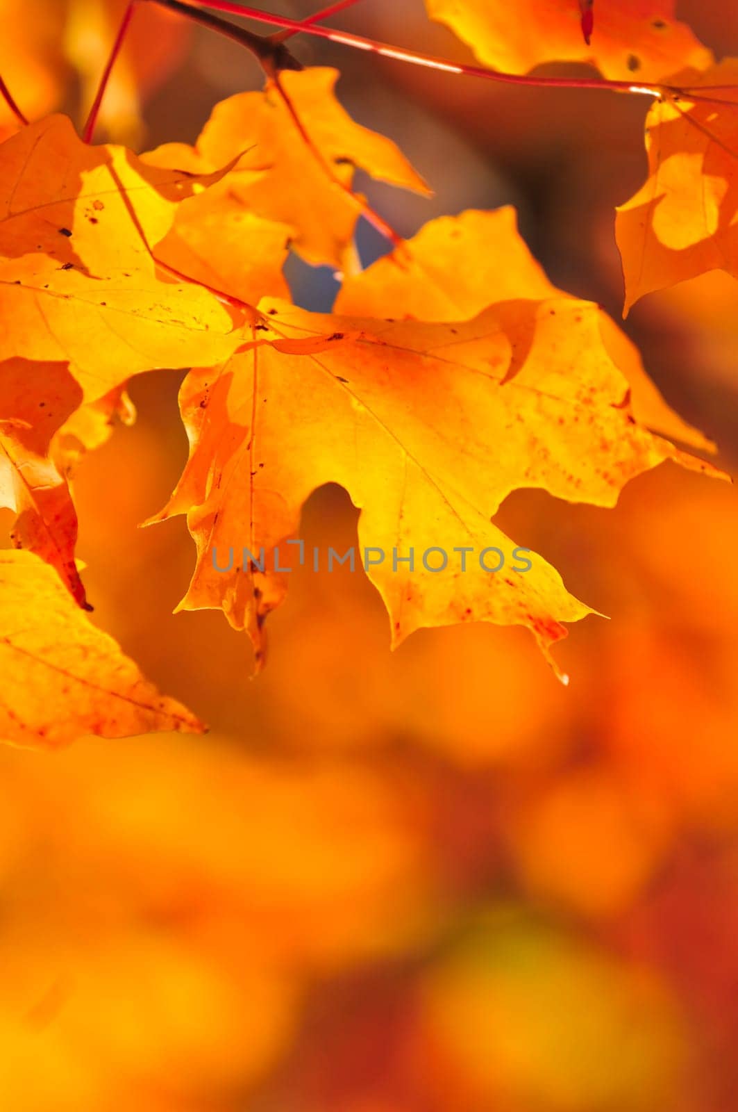 Fall maple leaves