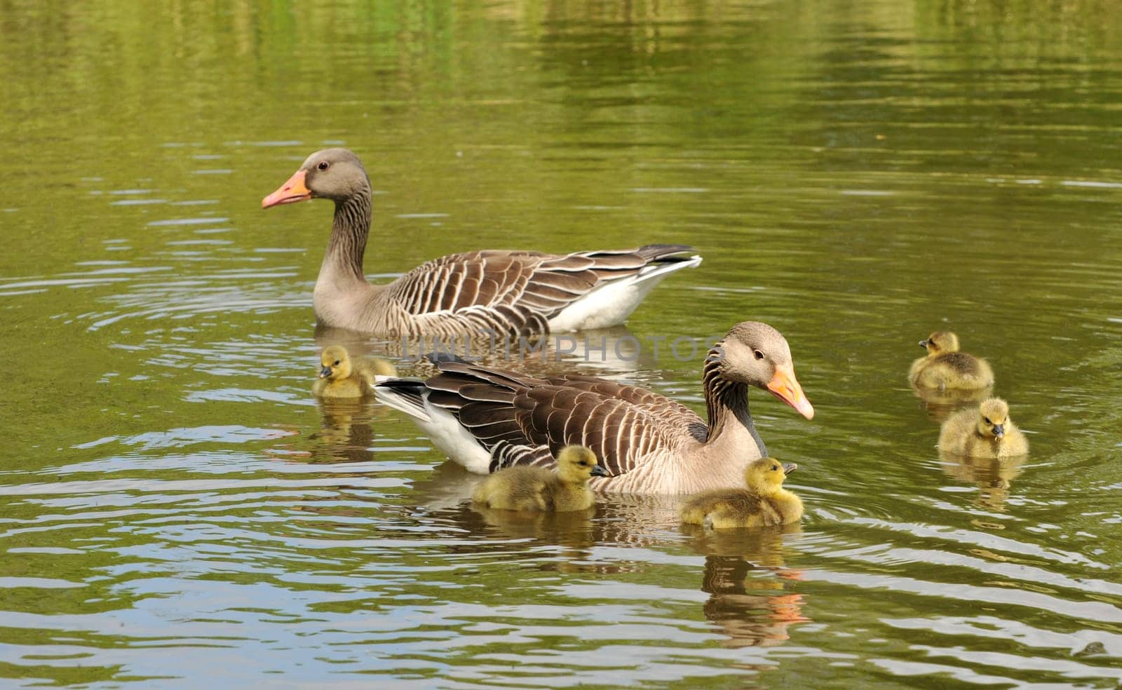 Swimming lessons
