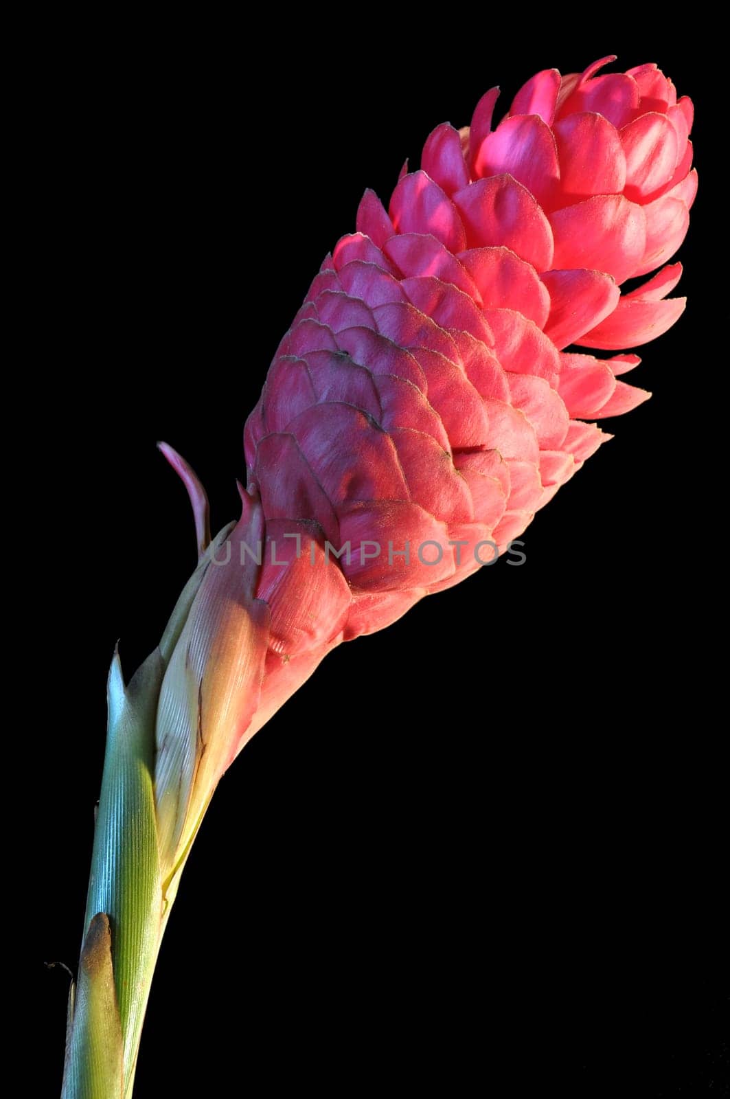 Red ginger flower