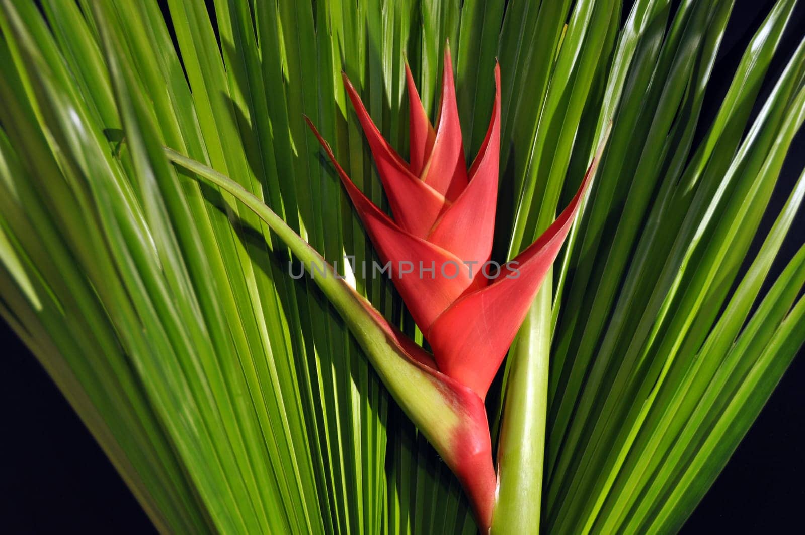 Heliconia Caribea