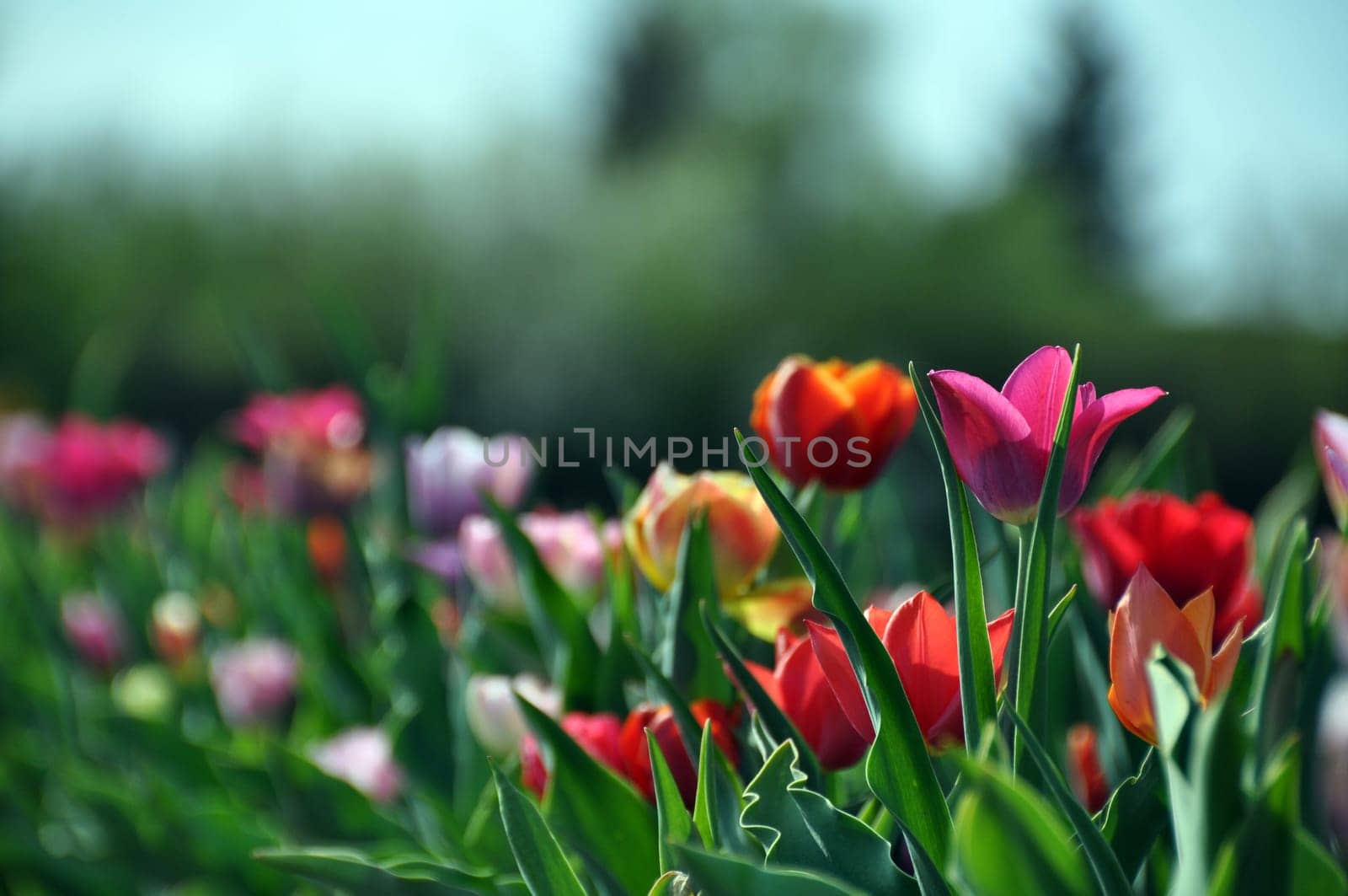 Tulip field