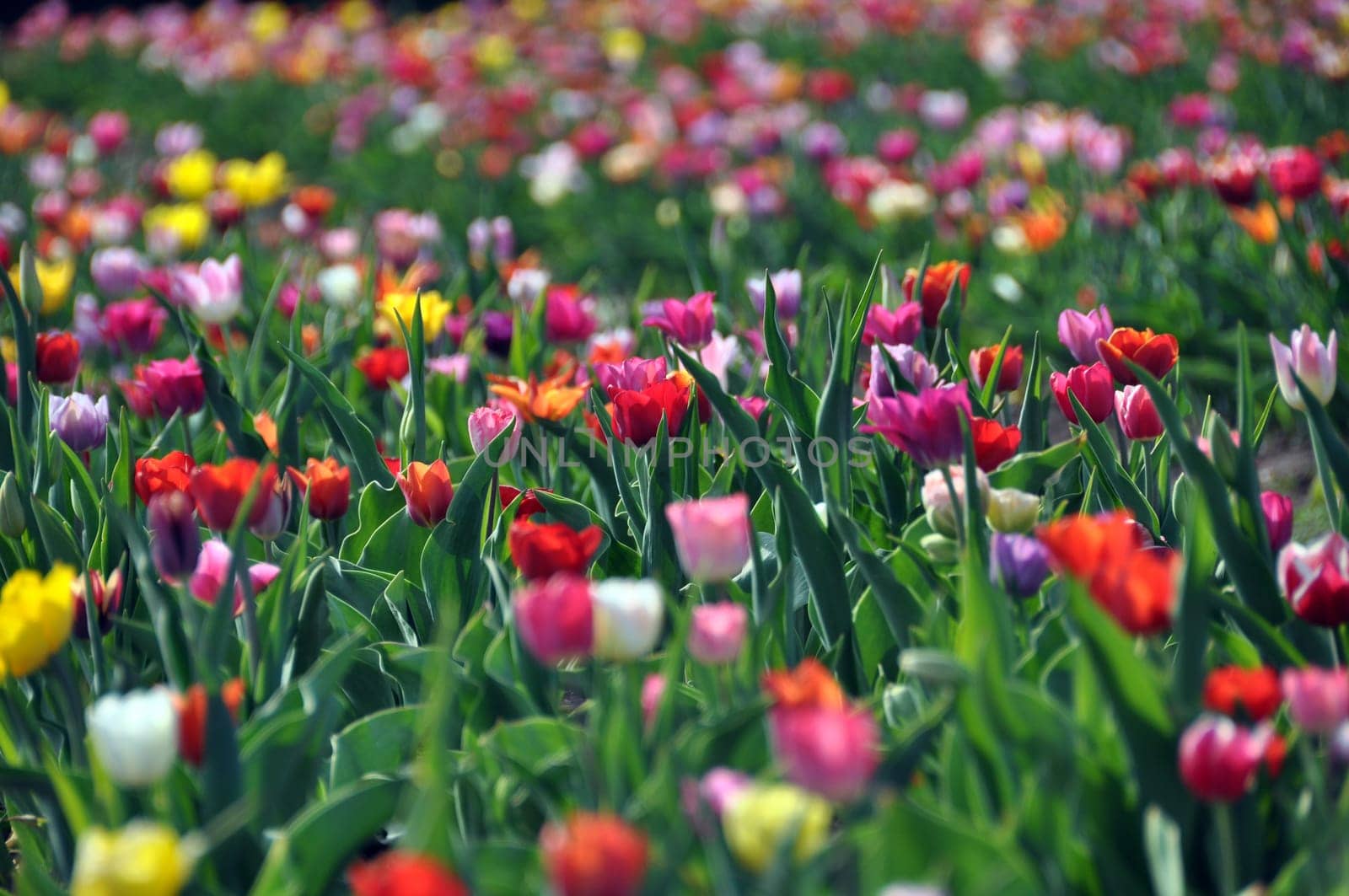 Tulip field