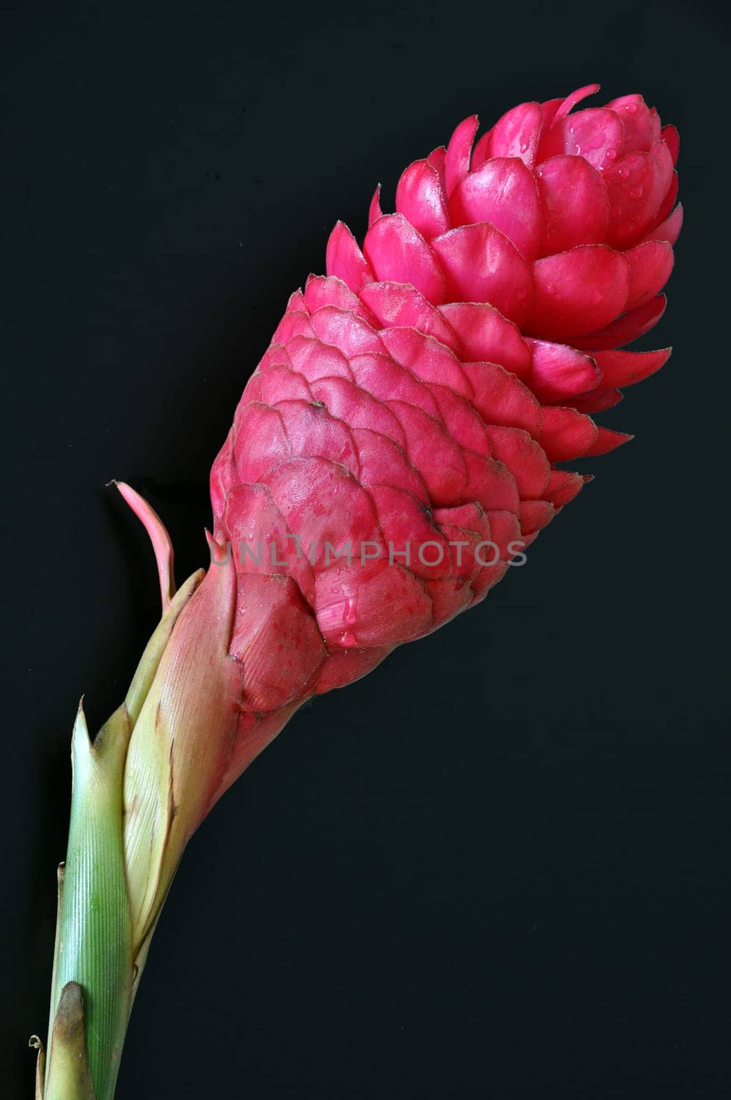 Red ginger flower
