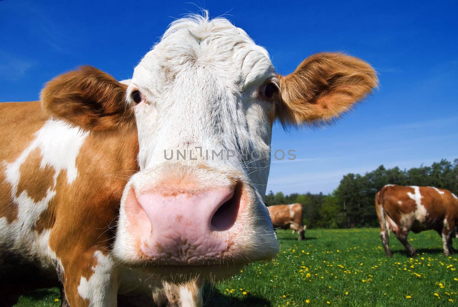 Cow Panorama 2