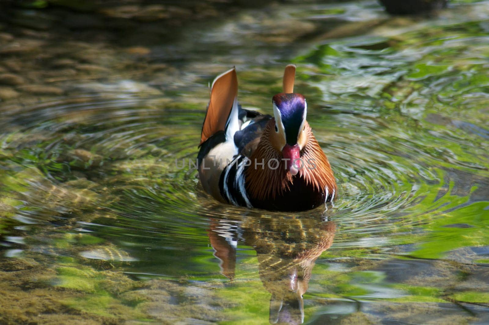 Mandarin duck