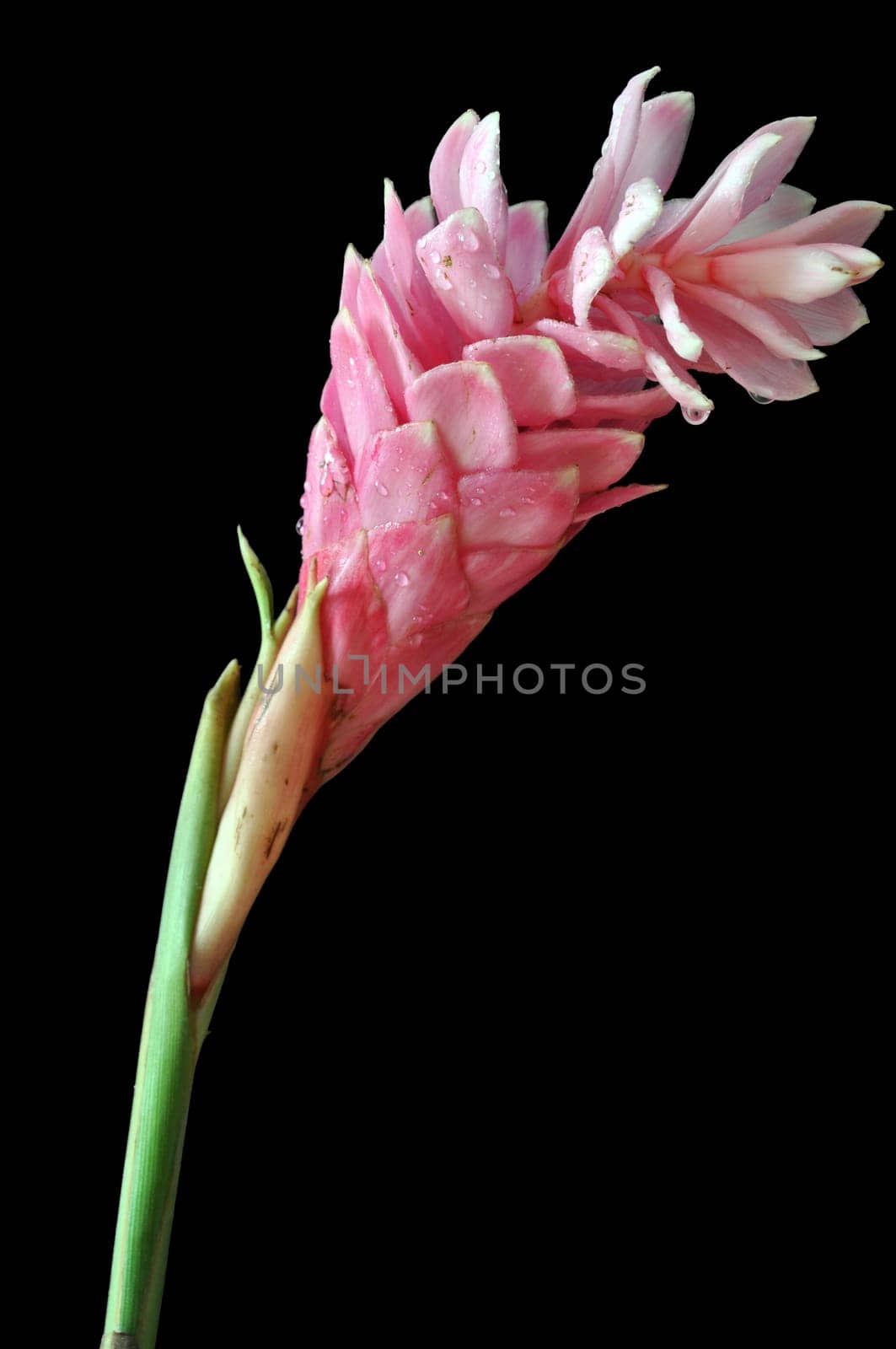 Pink ginger flower