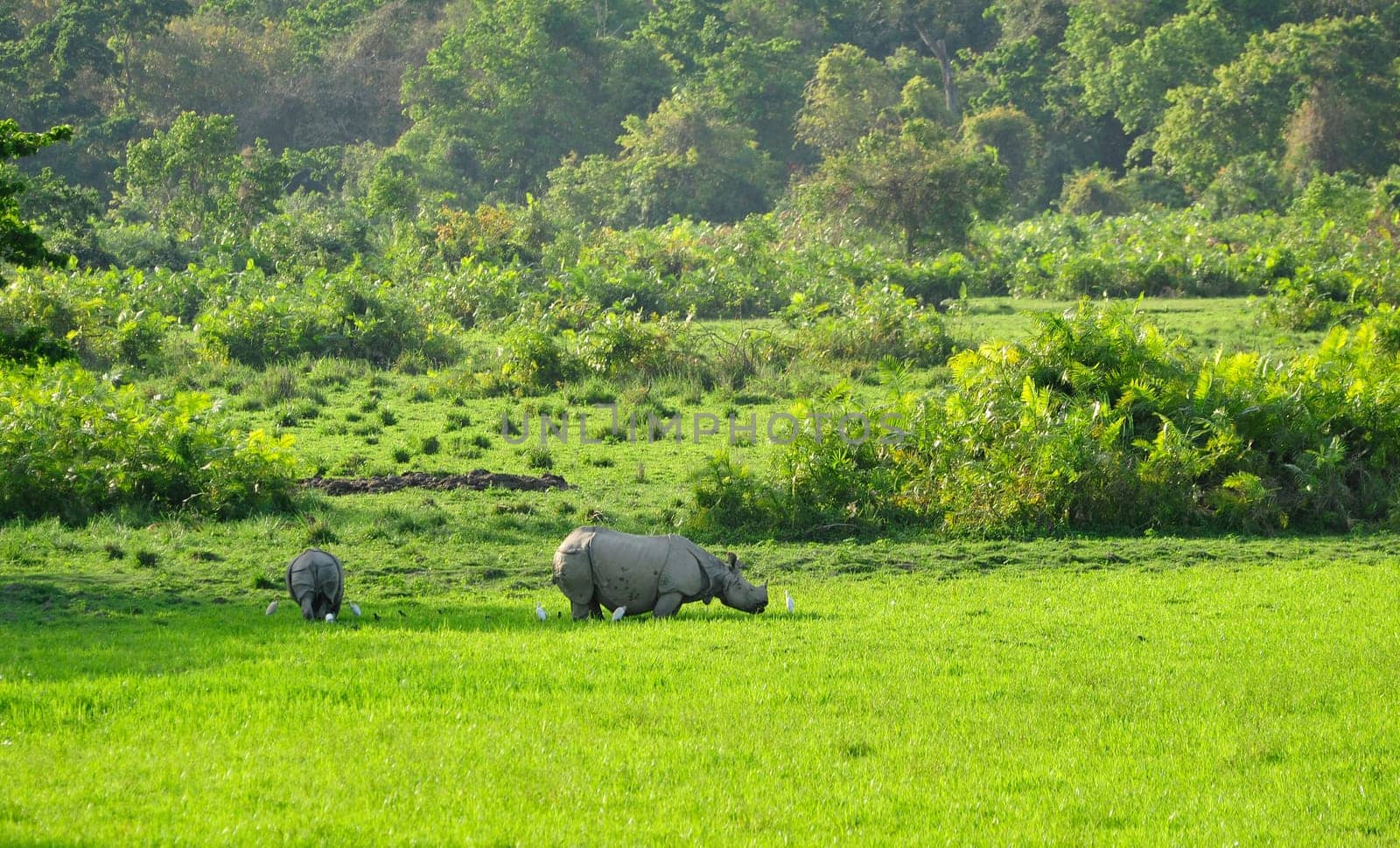 Rhino Encounter in Assam