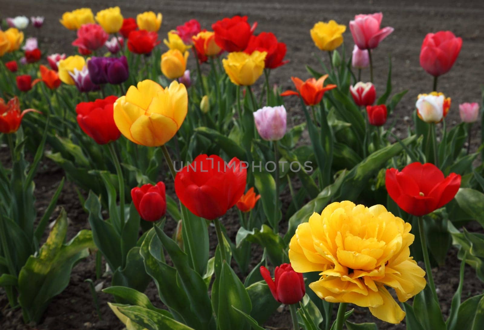 Tulip Field