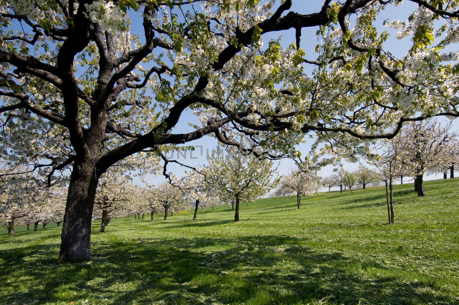 Cherry trees in full bloom