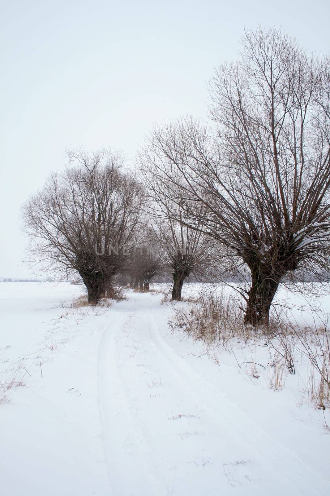 Winter landscape