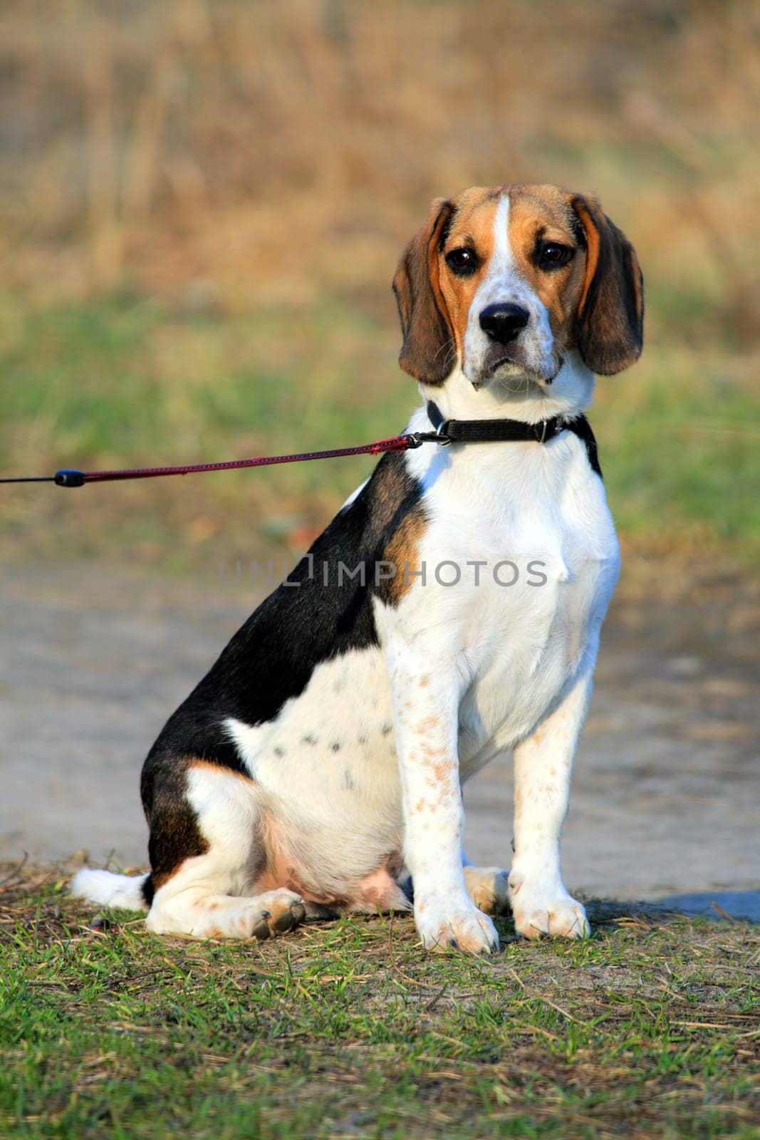 Tri-colored beagle puppy
