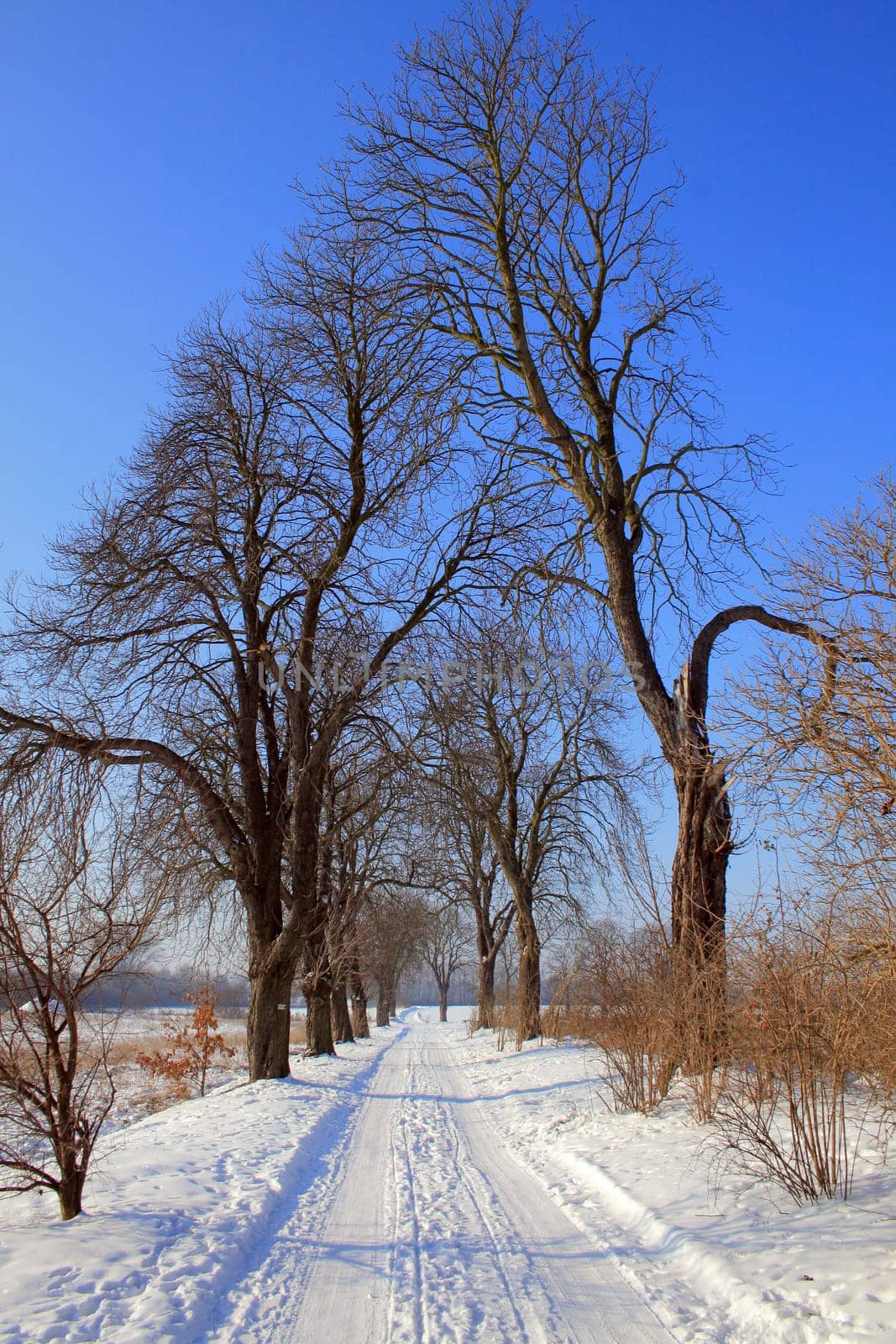 Winter scene