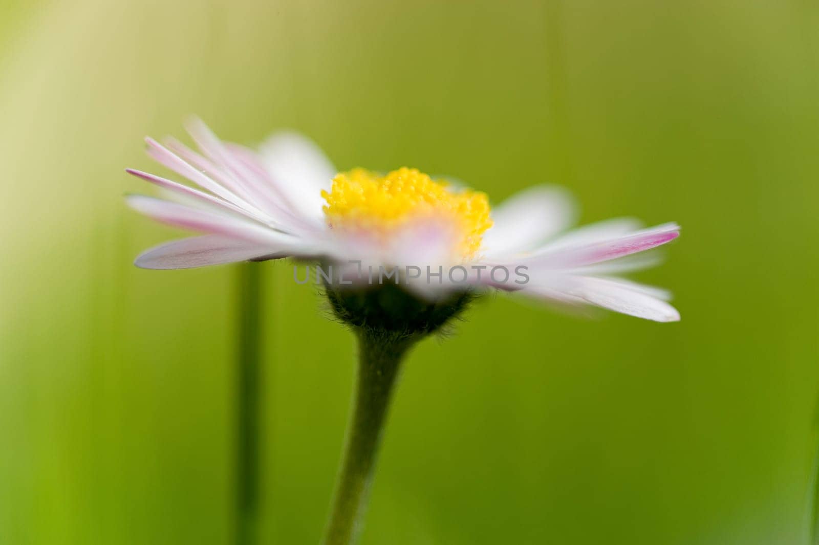 Daisy