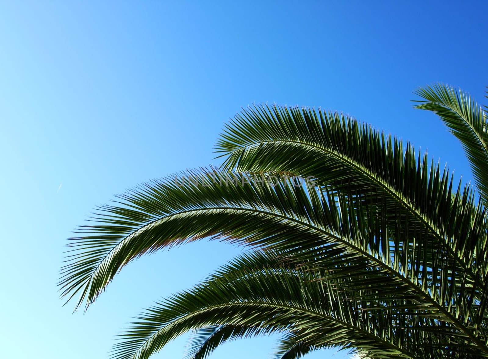 Palms