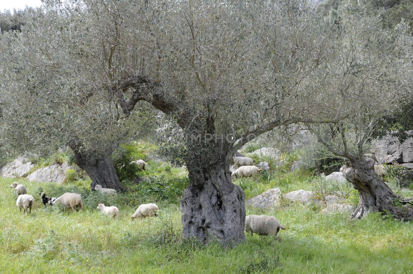 Sheep under olive trees