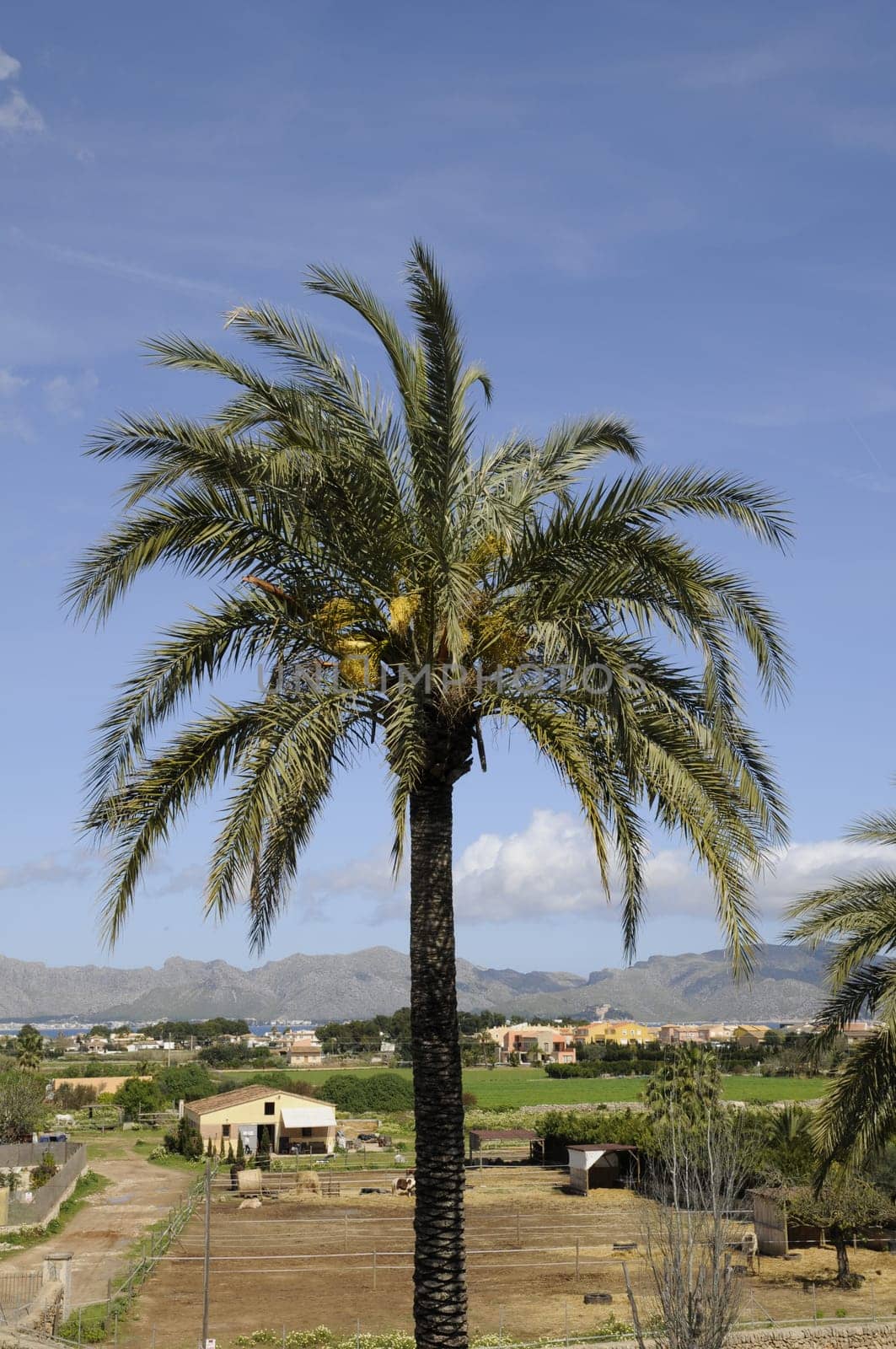Palm tree near Alcudia