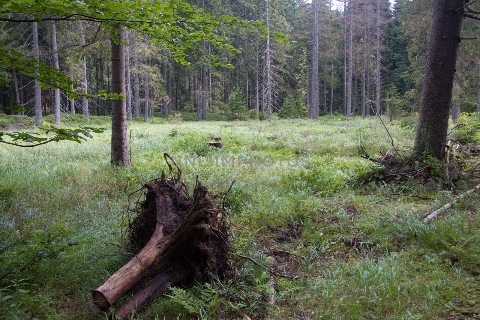 Forest meadow with stump