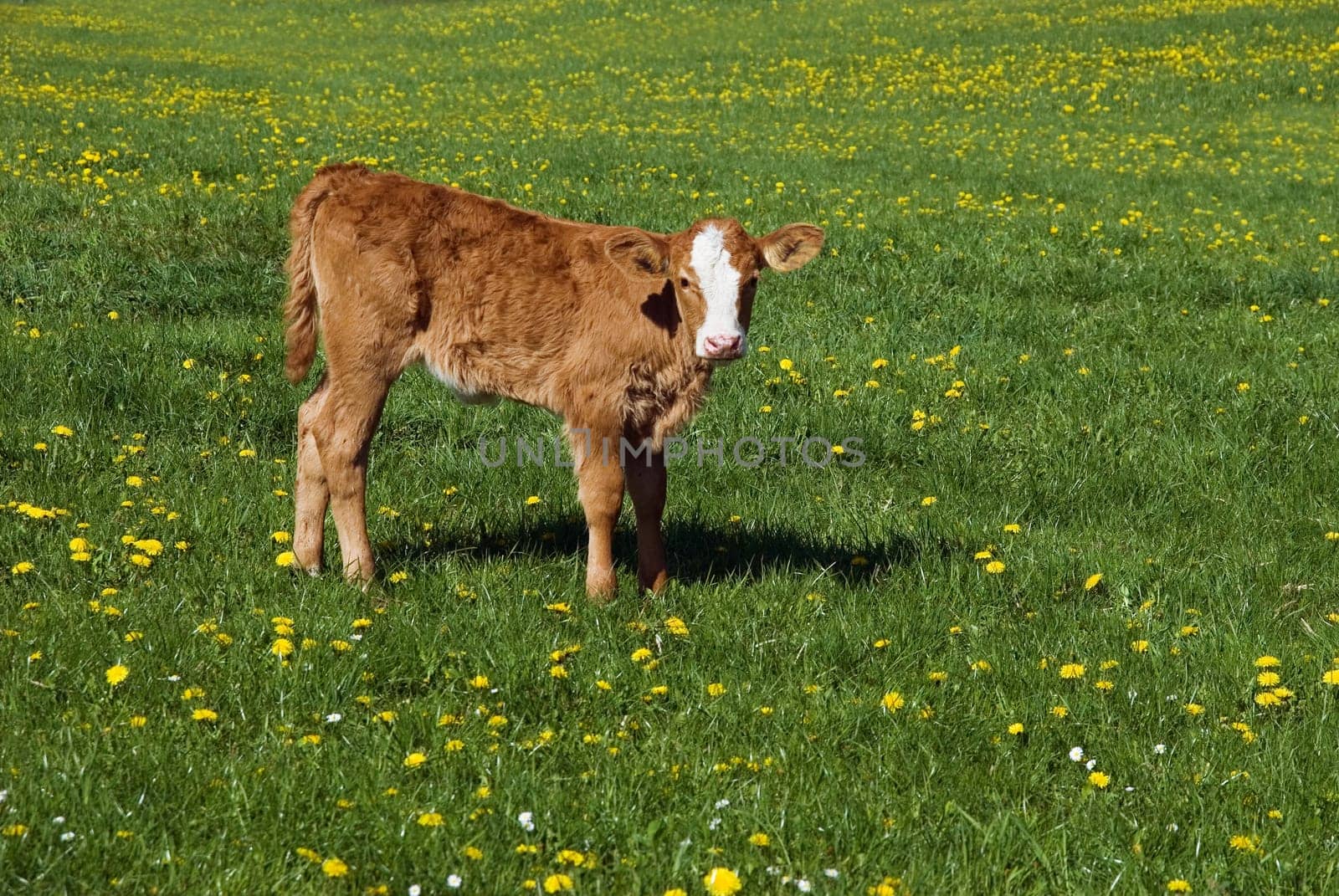 Young calf 2