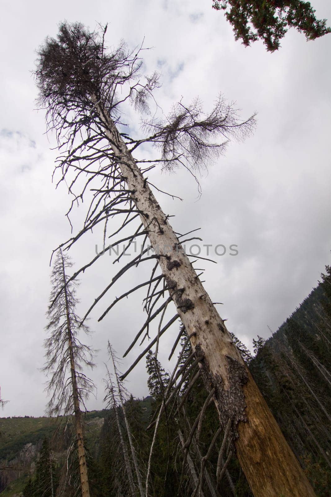 Tree diagonal