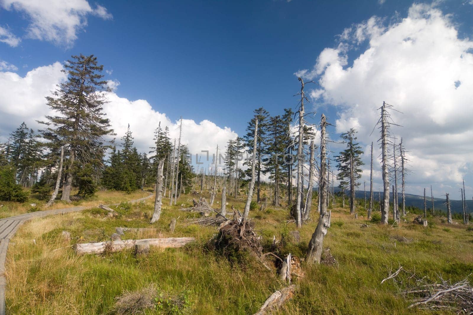 High forest