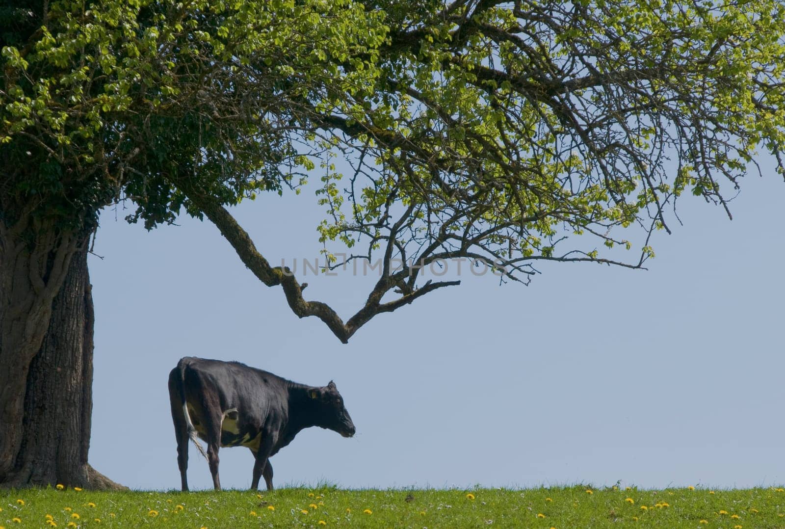 Cow