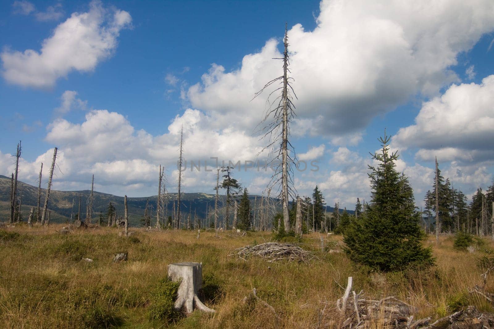 Dead Forest