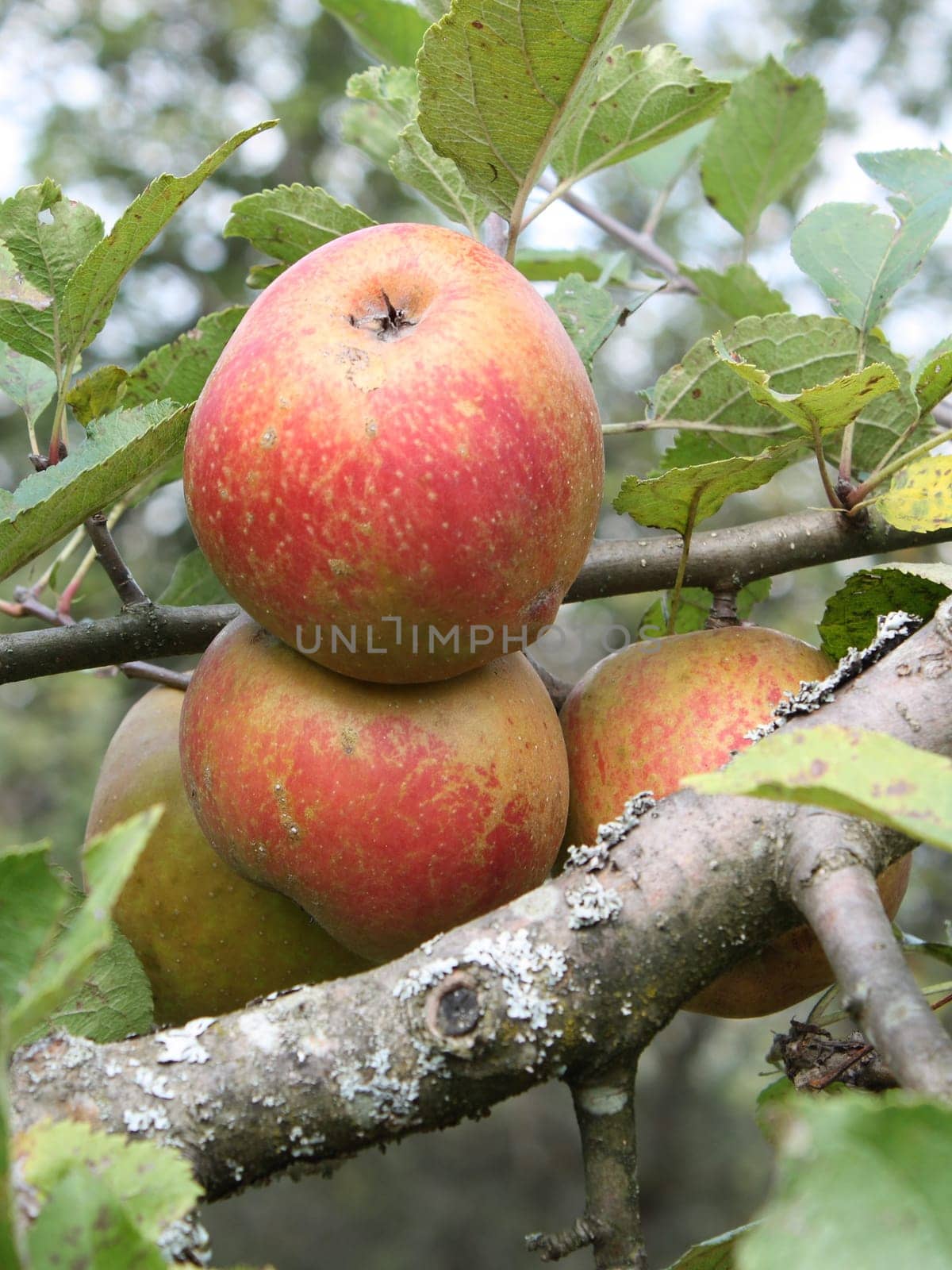 Apple tree