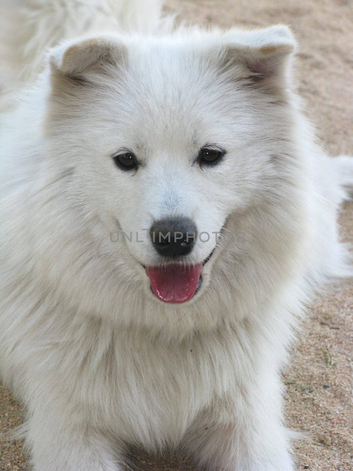 Samoyed dog